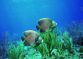 環(huán)境影響評(píng)價(jià)、排污許可證、應(yīng)急預(yù)案